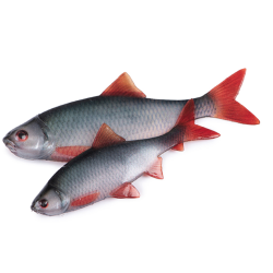 Leurres Souples Gardons 8cm...